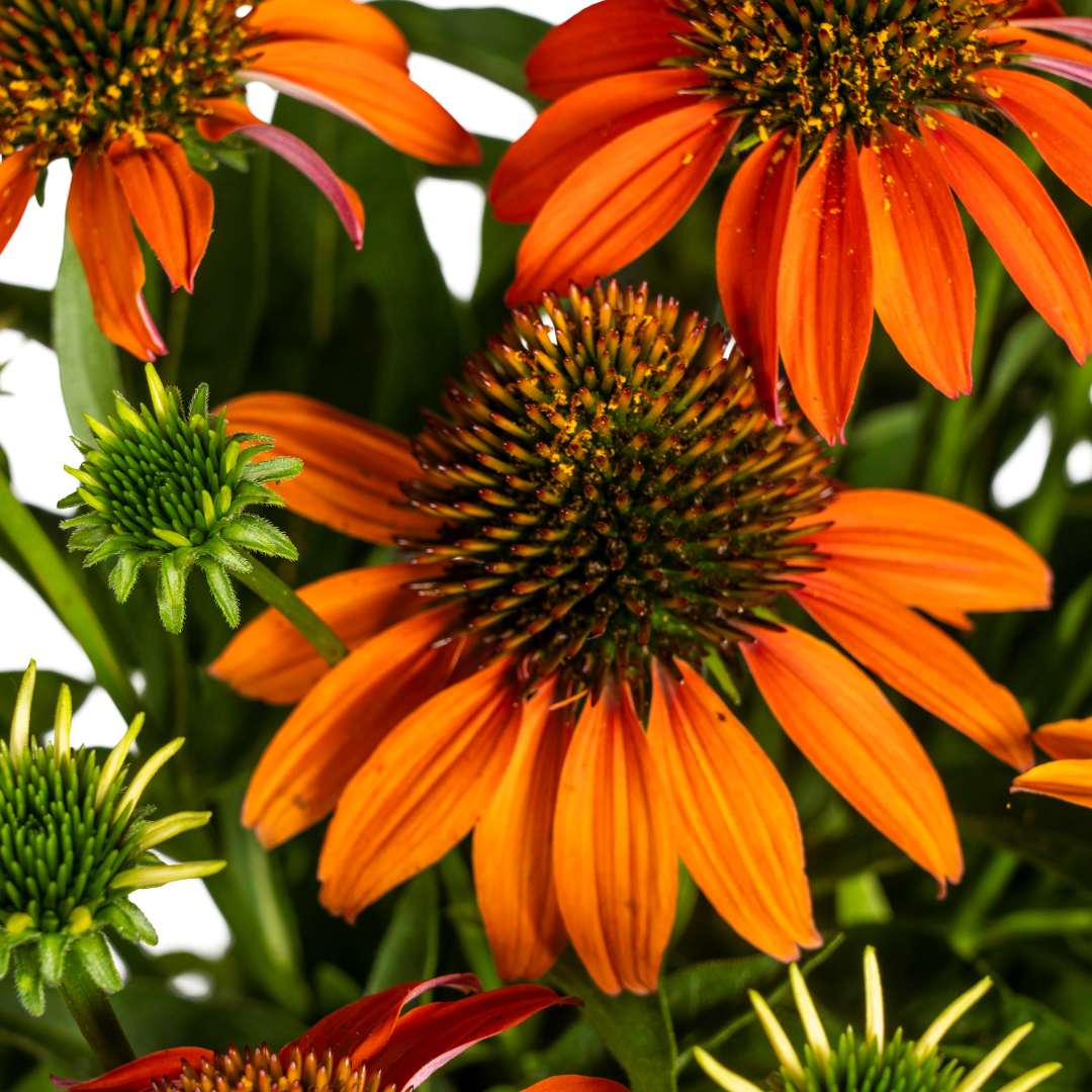 Echinacea purpurea Orange – Sonnenhut mit orangefarbenen Blüten – Ø 19 cm – Höhe 60–70 cm – Staudenpflanze – Für Beet & naturnahe Gärten – Sonniger Standort – Pflegeleicht