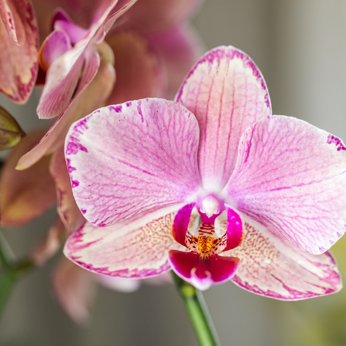 Phalaenopsis-Orchidee Pirate Picotee – 4 Orchideen – Blühende Zimmerpflanze Ø12cm – Exotisch orange-rosa mit Farbverlauf – Frisch vom Züchter