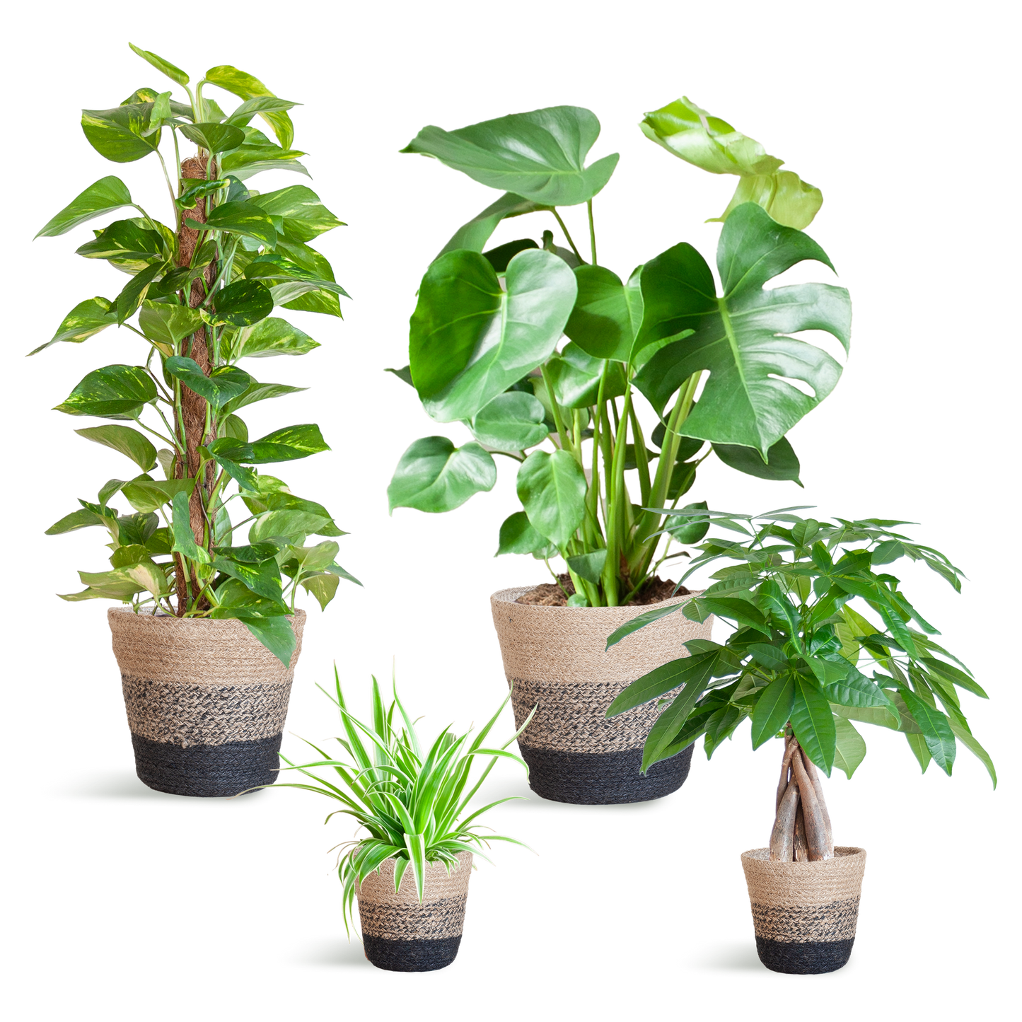 Pflegeleichter Pflanzkasten + Korb Lissabon schwarz – Ø12cm – 4 Zimmerpflanzen – Easy Plant Box – Nachhaltiger Jutekorb