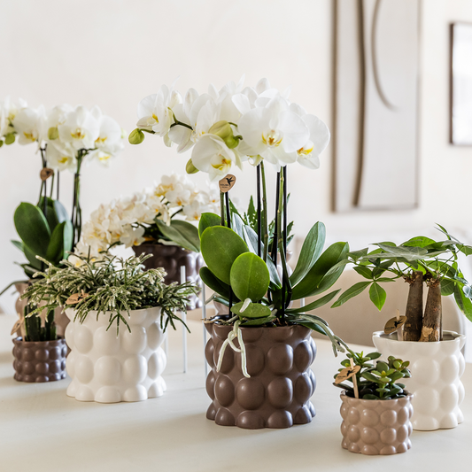 Kolibri Home | Cotton sierpot - White - Ø9cm