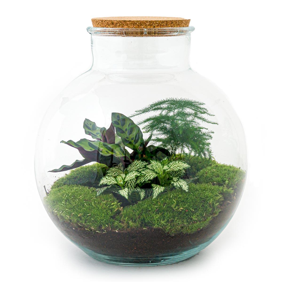 Flaschengarten DIY Bausatz Bolder Bob – Terrarium Ø31cm x H30cm – Do-It-Yourself Pflanzterrarium – Autarkes Mini-Ökosystem – Perfekt für Wohnung & Büro