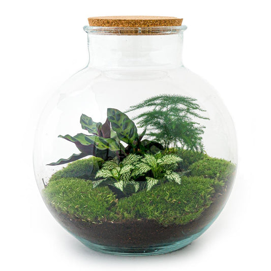 Flaschengarten DIY Bausatz Bolder Bob – Terrarium Ø31cm x H30cm – Do-It-Yourself Pflanzterrarium – Autarkes Mini-Ökosystem – Perfekt für Wohnung & Büro