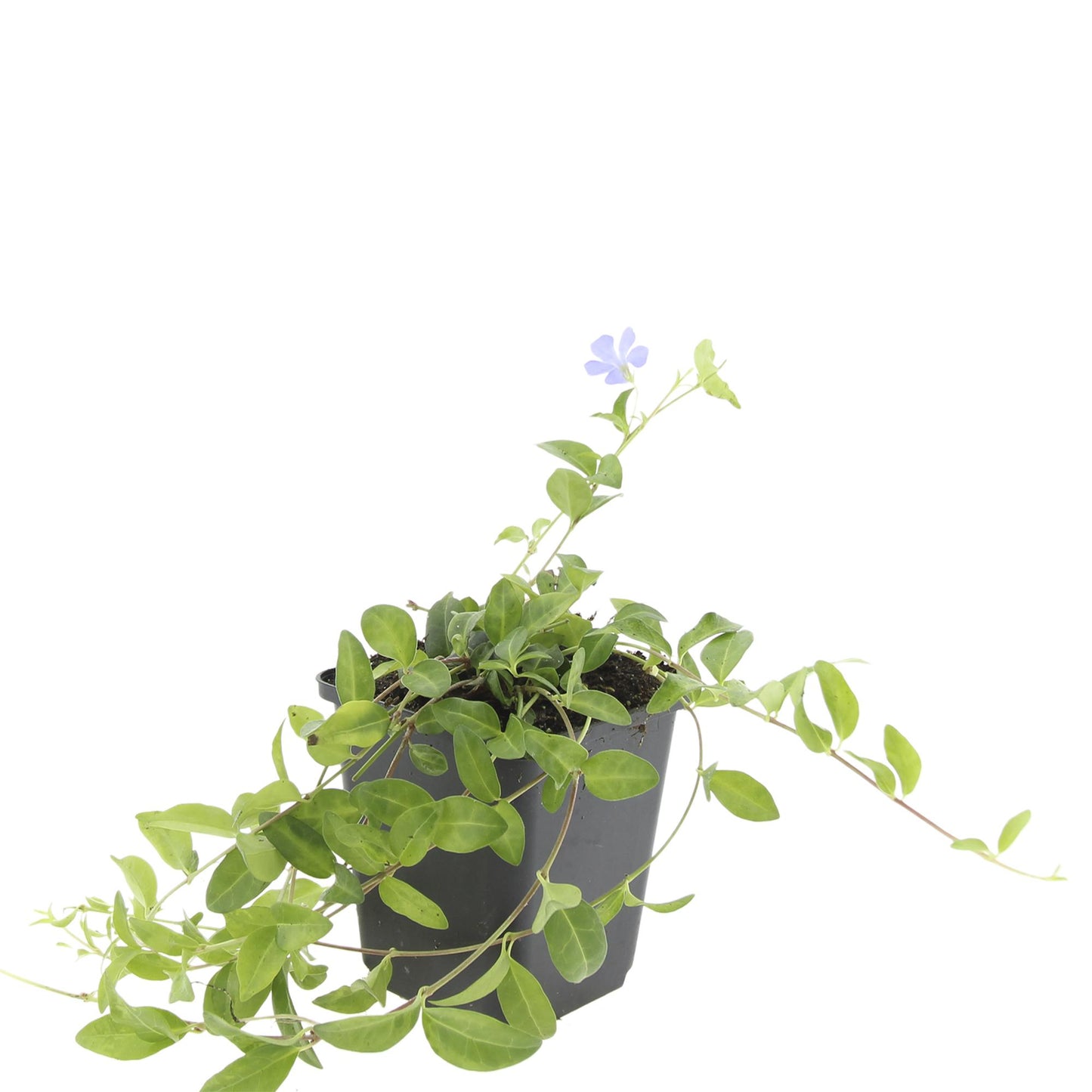 Vinca minor 'La Grave' – Immergrüner Bodendecker – Violette Blüten – 48 Pflanzen – 10–25 cm – Ø9 cm – Robuste, pflegeleichte Unterpflanzung für Garten, Beete & Steingärten – Schattentolerant
