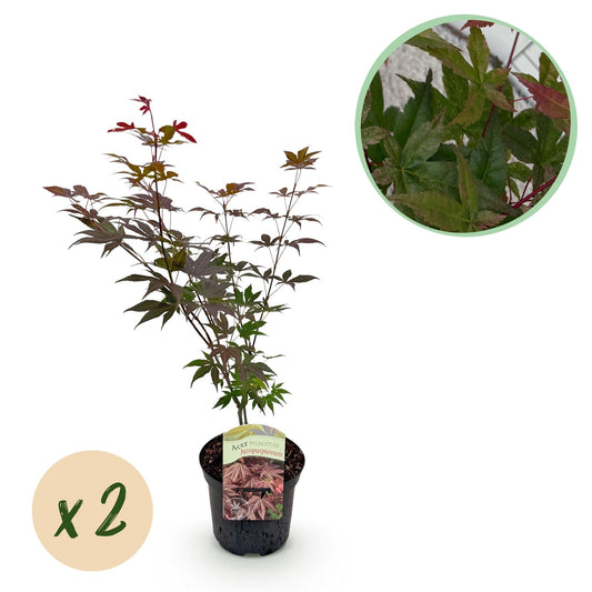 Japanischer Ahorn – Acer palmatum 'Atropurpureum' – 2 Pflanzen – ca. 70 cm hoch – Topf Ø19 cm – tief lila Blätter – Balkon- & Gartenpflanze