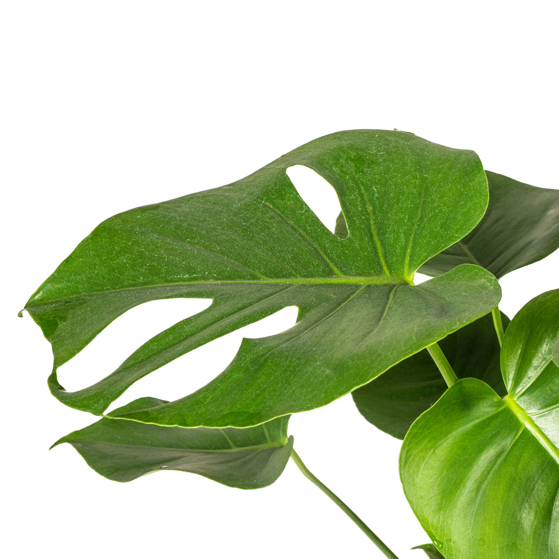 Fensterblatt Monstera Deliciosa Tauerii – Ø19 cm – ca. 70–90 cm hoch – Zimmerpflanze mit großen, herzförmigen Blättern – Für Wohnzimmer & Büro