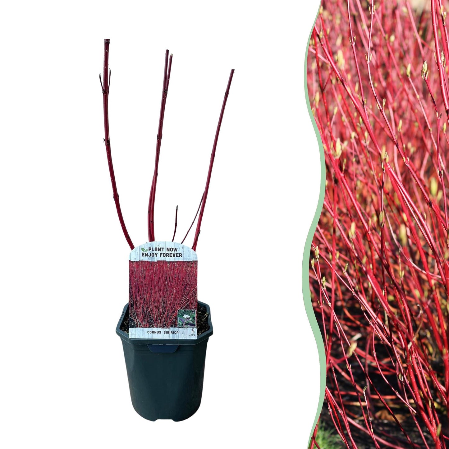 Rotholz-Hartriegel – Cornus alba 'Sibirica' – Ø17cm – ca. 45cm hoch – Zierstrauch mit roten Zweigen – Winterhart & pflegeleicht – Für Hecken & Einzelstellung – Bienenfreundlich