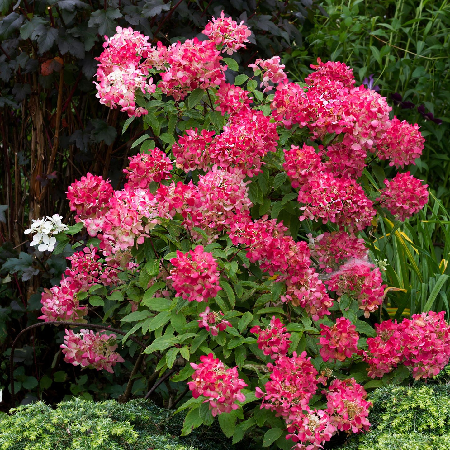 Rispenhortensie – Hydrangea panniculata Pink Diamond – Blüte Weiß-Rosa – 3 Pflanzen für 1m² – Laubabwerfend – Große Blüten – 17cm – Höhe ca. 50cm