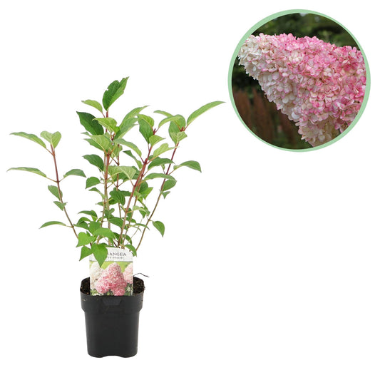 Rispenhortensie – Hydrangea panniculata Vanille Fraise – Blüte Weiß-Rosa – Laubabwerfend – Große Blüten – 17cm – Höhe ca. 50cm