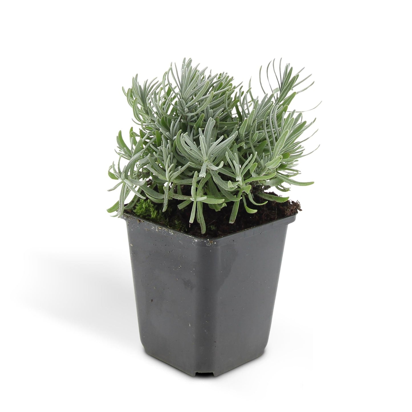 Lavandula angustifolia 'Hidcote' – 48 Pflanzen – duftender Lavendel – bienenfreundlich – winterhart – Ø9cm – ↕10–25cm