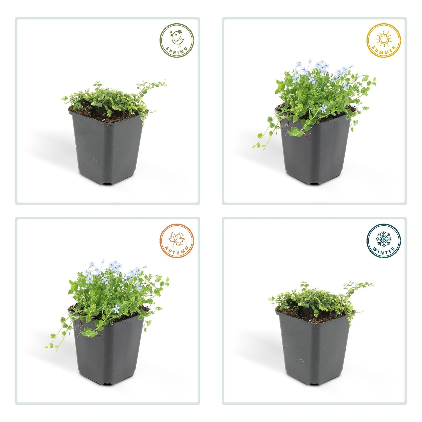 Blauer Bubikopf Isotoma fluviatilis – ↕10-25cm – Ø9cm – 60 Pflanzen – Niedriger Bodendecker, Sternförmige Blaue Blüten, Pflegeleicht, Sonnig bis Halbschattig