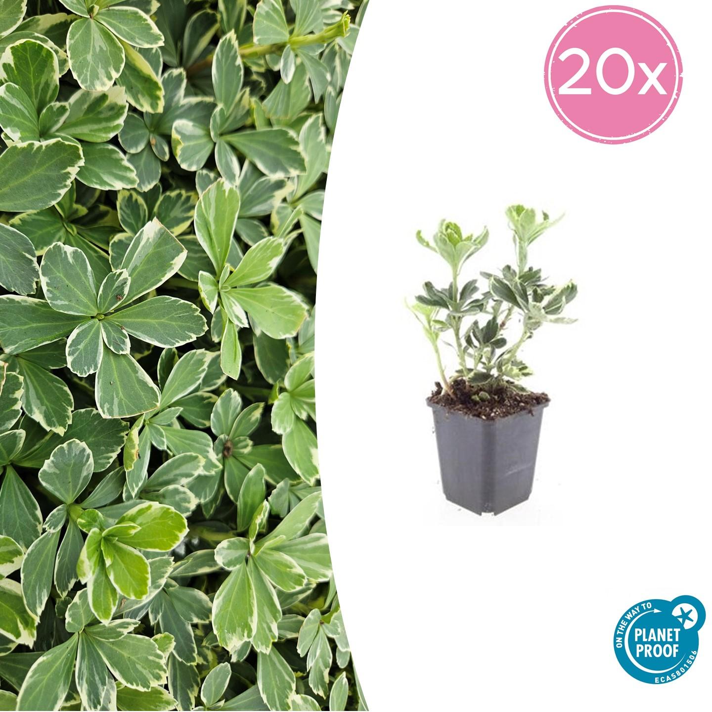 Schattengrün Pachysandra terminalis 'Variegata' – ↕10-25cm – Ø9cm – 20 Pflanzen – Immergrün & Winterhart – Bodendecker für schattige Gärten