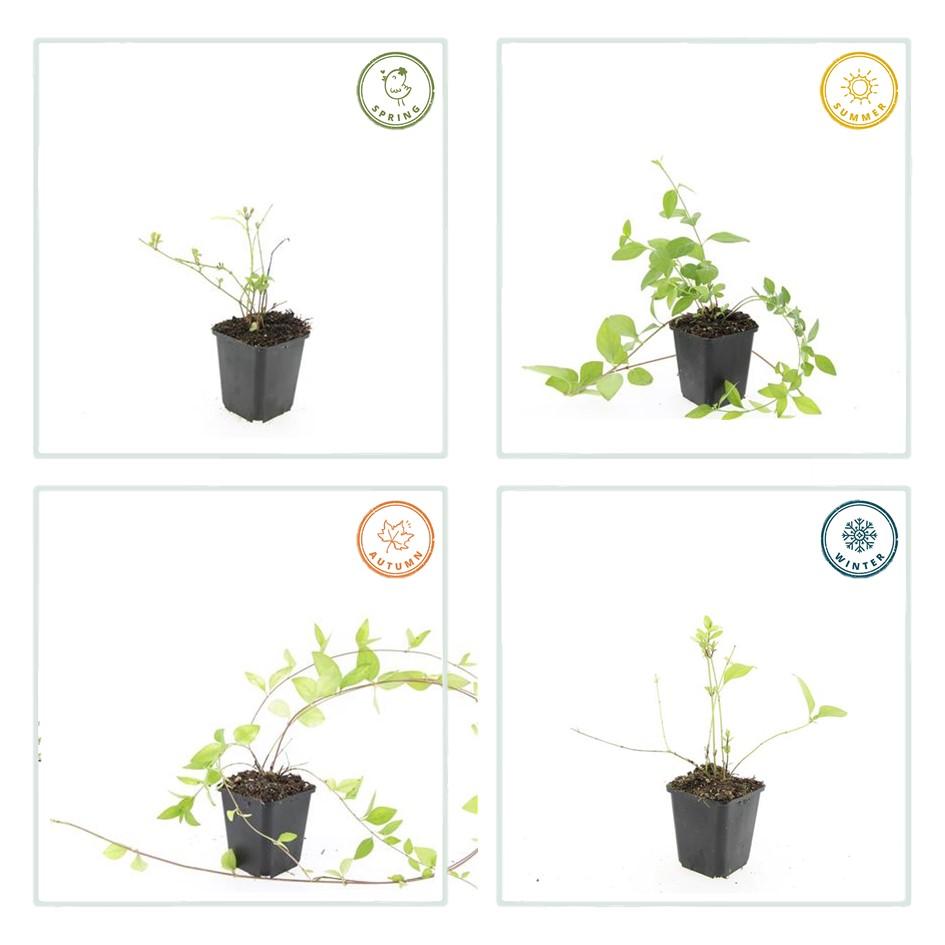 Vinca major 'Alba' – Großblättriges Immergrün – Weißblühender Bodendecker – Immergrün – 60 Pflanzen – Ø9cm – ↕10–25cm – Pflegeleicht
