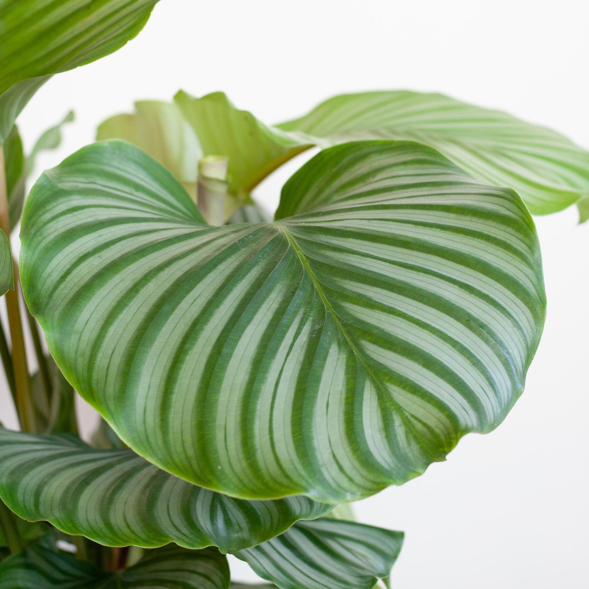 Korbmarante Calathea Orbifolia – Zimmerpflanze 65cm – Ø21cm – Luftreinigend – Inklusive biologisch abbaubarem Viber-Topf Grau – Exotische Zimmerpflanze mit mintgrünen Blättern
