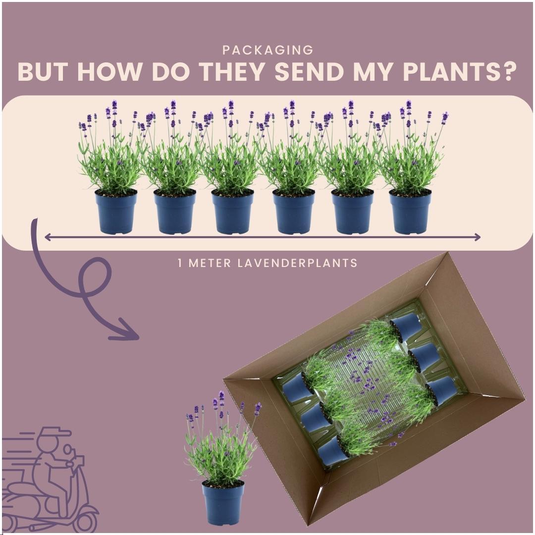 Echter Lavendel Felice – Lavandula angustifolia – Ø12 cm – 50 cm hoch – 24 Pflanzen – Winterhart – Duftend – Bienen & Schmetterlinge