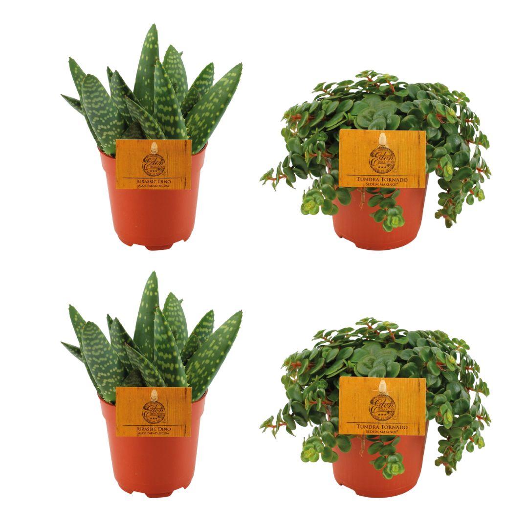 4er-Set Sukkulenten – 2x Aloe Paradisicum & 2x Sedum Tornado – Ø10,5cm – Pflegeleichte Zimmerpflanzen – Ideal für Fensterbank, Büro & Wohnzimmer – Grüne Deko für Zuhause