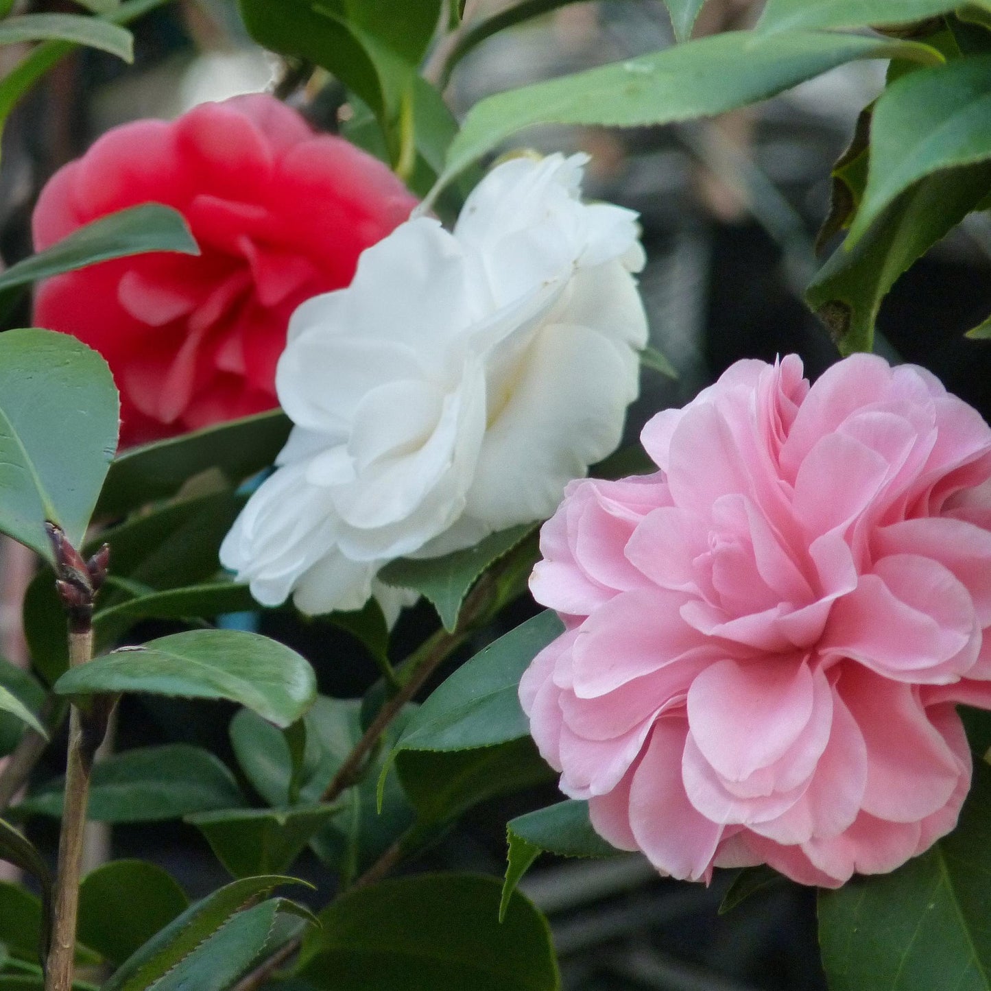 Kamelie - Camellia japonica Tricolour - Strauch - Blüte Rosa, Weiß und Rot - Immergrün - Topf 15cm Höhe 30cm