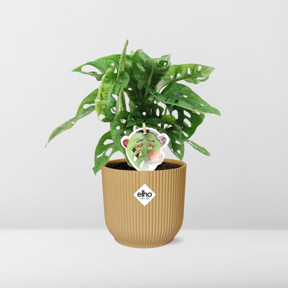 Monstera Monkey Leaf – Fensterblatt – Ø14cm Gelber Vibes Fold Topf – Tropische Zimmerpflanze – Luftreinigend & pflegeleicht – Swiss Cheese Plant