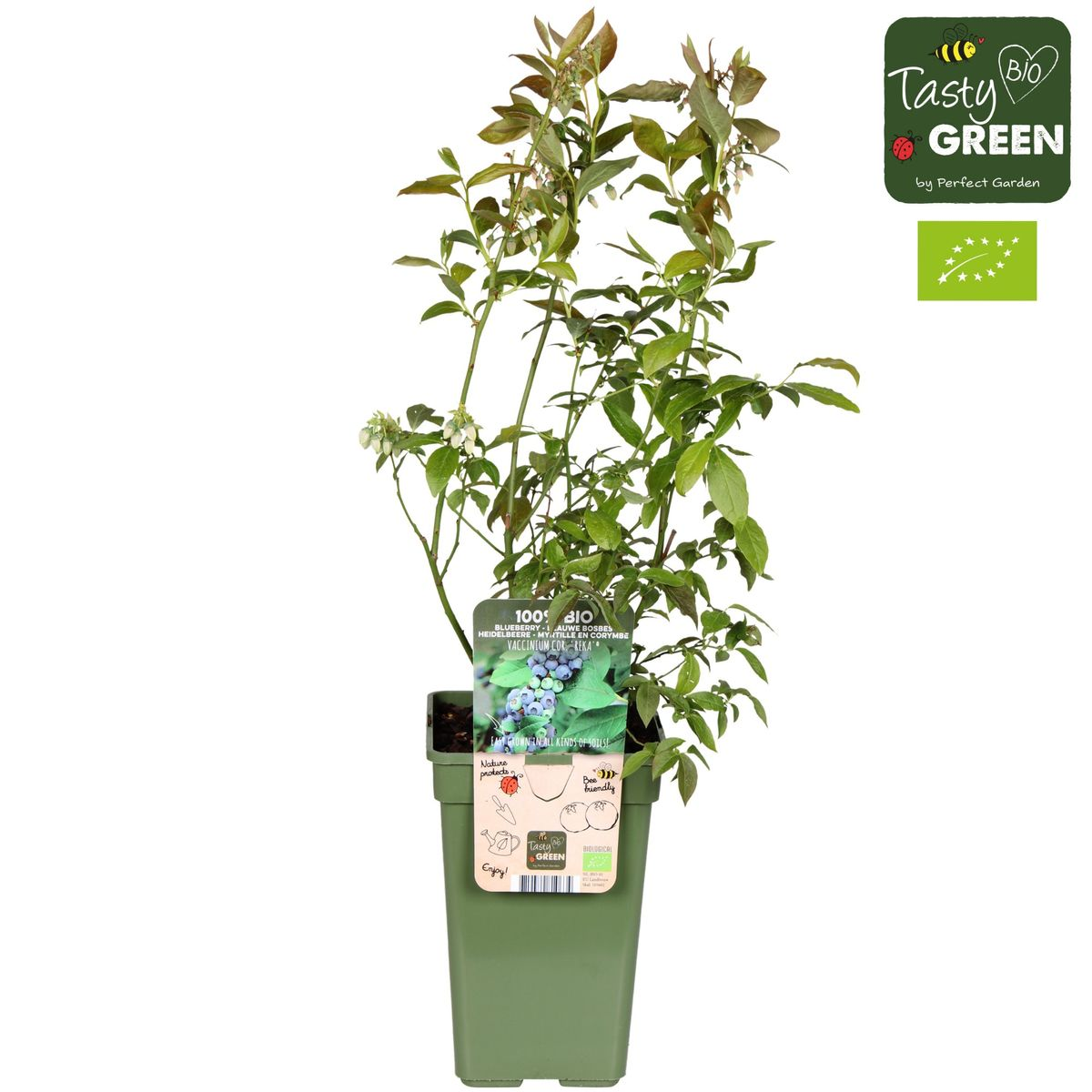 Vaccinium corymbosum 'Reka' – Blaubeere – Ø13cm – ↕45cm – Bio-Anbau – Ertragreiche Heidelbeere