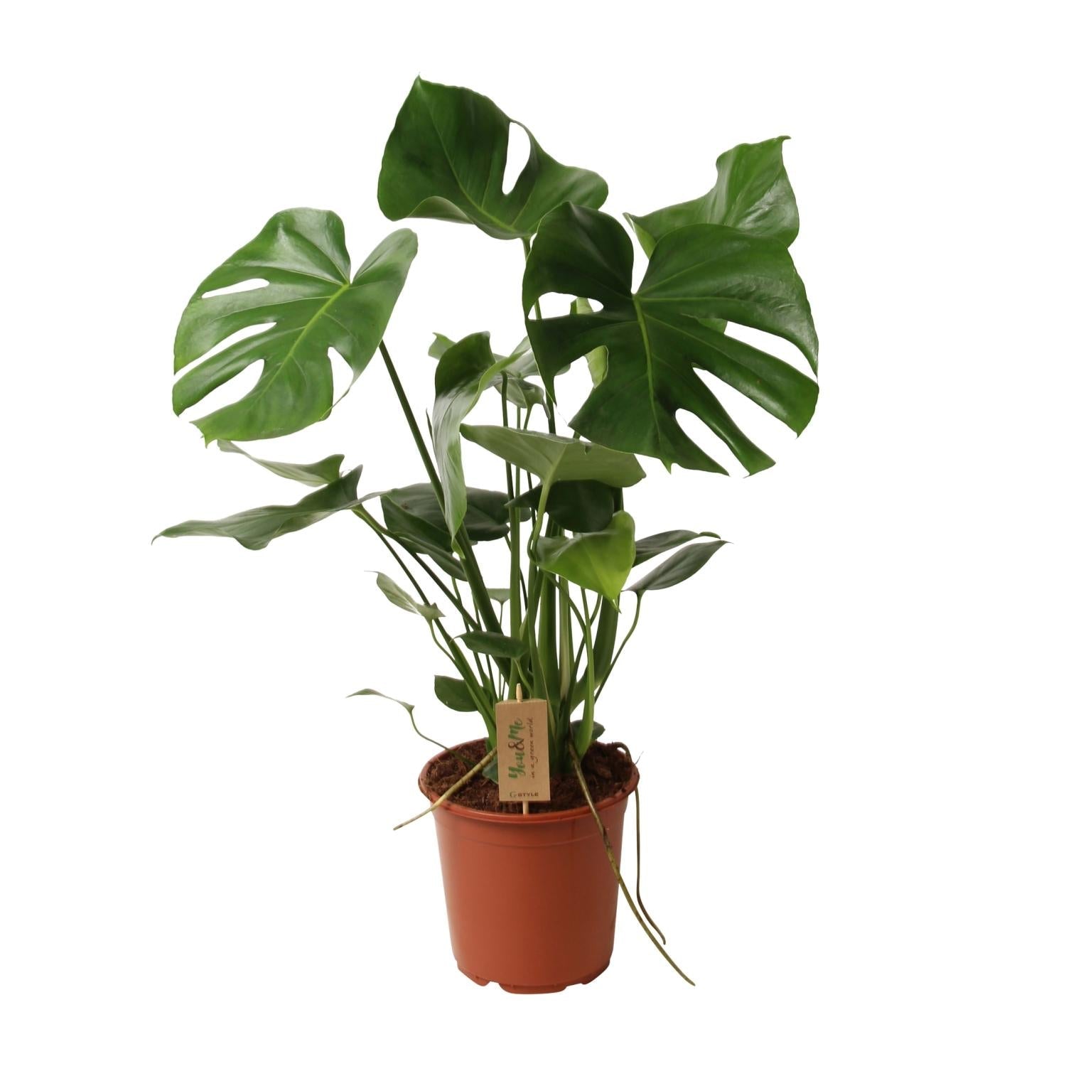 Monstera Deliciosa – Schweizer Käsepflanze – Zimmerpflanze ca. 60cm hoch – Ø21cm – Tropische Blattschmuckpflanze mit Luftreinigender Wirkung – Pflegeleicht & dekorativ