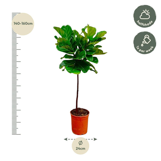 Ficus Lyrata – Geigenfeige – ca. 130cm hoch – Ø24cm – Zimmerpflanze mit Stamm – Groß, dekorativ & luftreinigend – Für Wohnzimmer, Büro & Wintergarten