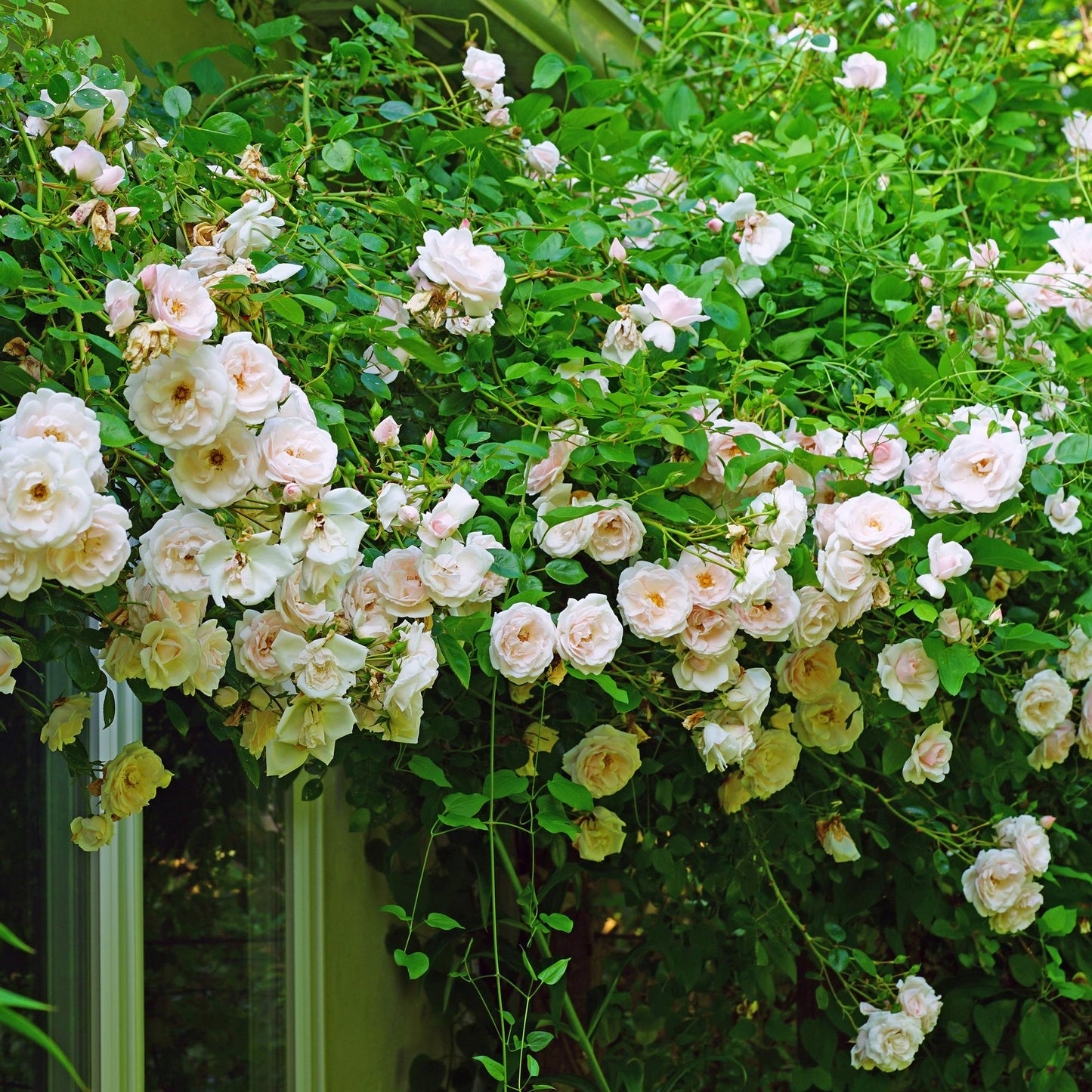 Kletterrose - Rosa New Dawn - Rosa Rose - Wenig Pflege - 2 Pflanzen - Topf 11cm Höhe 40cm