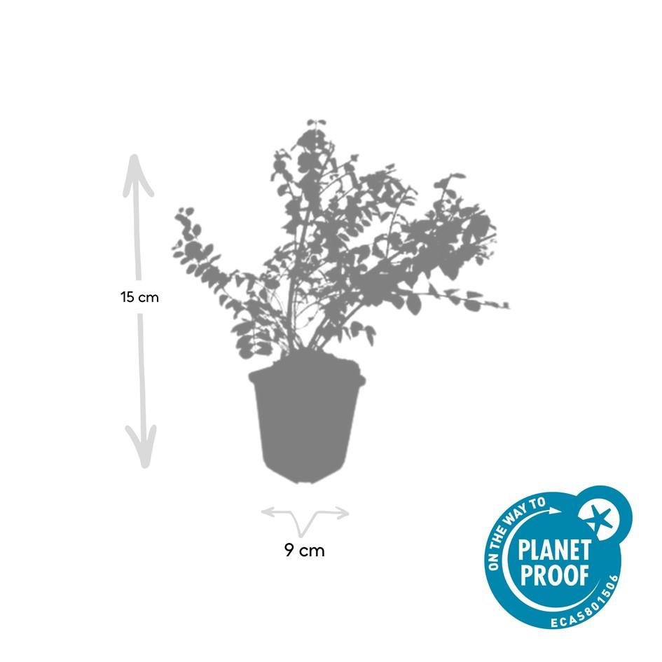Symphoricarpos chenaultii 'Hancock' – Niedrige Purpurbeere – 60 Pflanzen – Ø9cm – ↕10–25cm – Bodendecker & Zierstrauch – Weißblühend mit Herbstbeeren – Winterhart