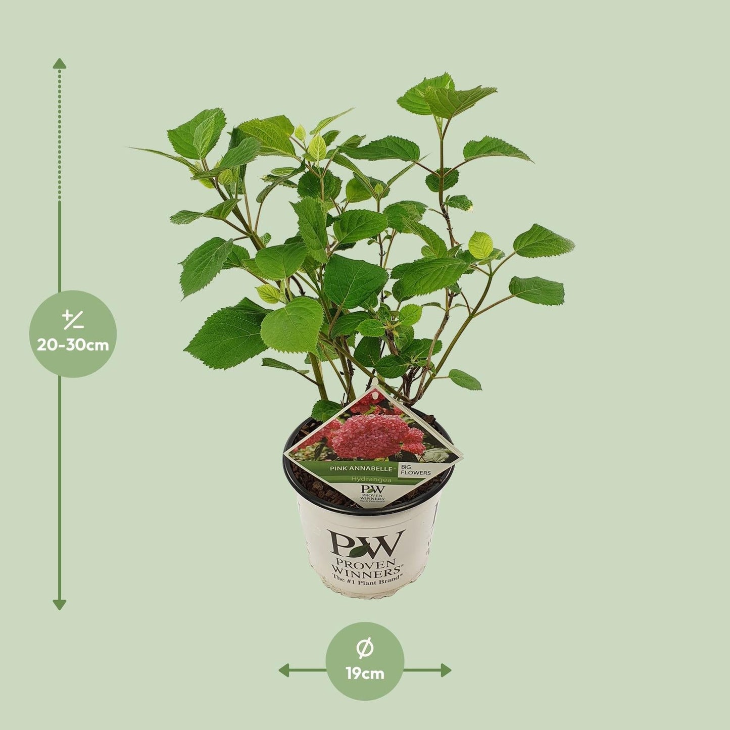 Ballhortensie 'Pink Annabelle' – Hydrangea arborescens – Zimmerpflanze – Ø19cm – ↕30cm – Rosa Blütenpracht für Innenräume