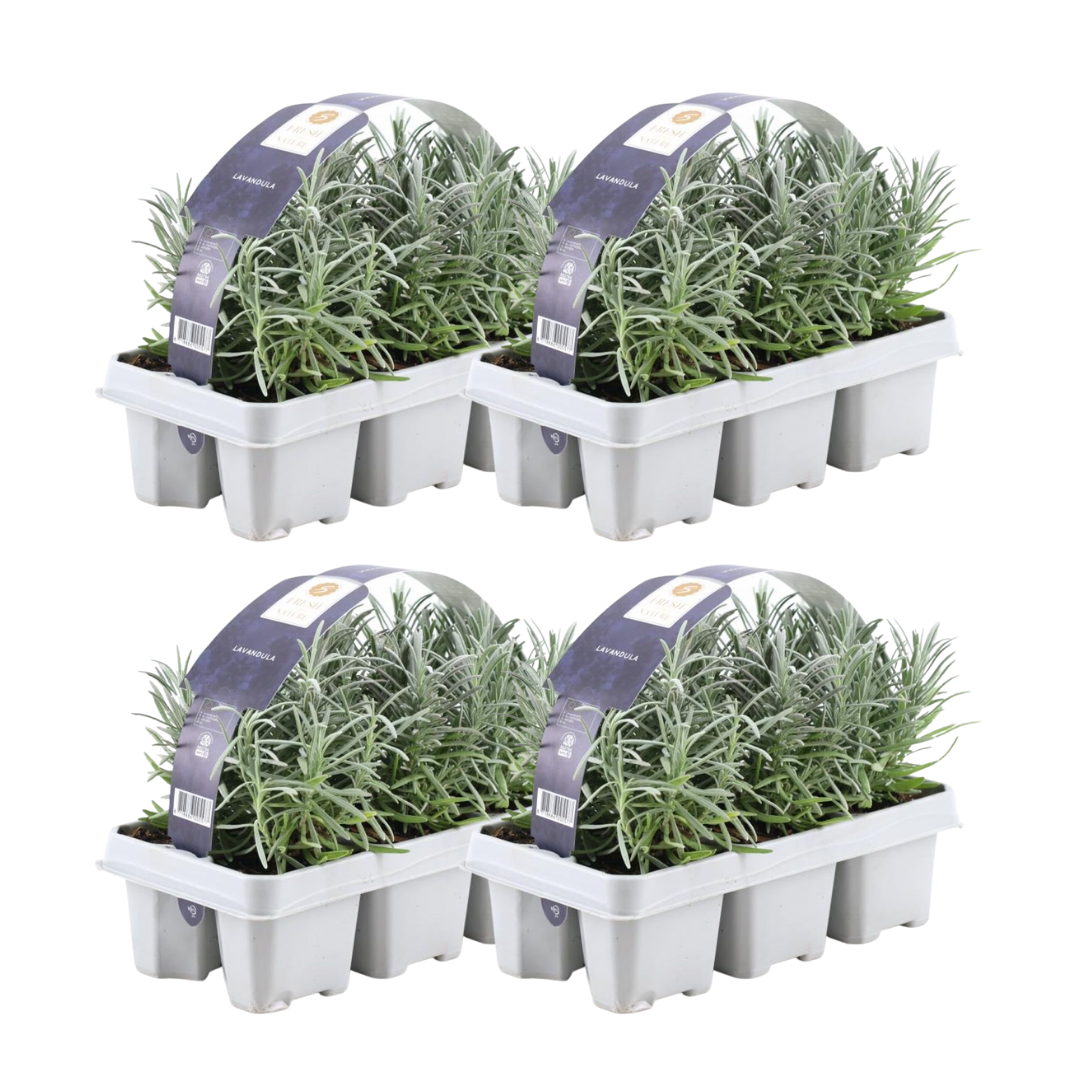 Echter Lavendel – Lavandula angustifolia – Ø7 cm x H15 cm – 24 Pflanzen – Duftend & pflegeleicht – Für Balkon, Terrasse & Beet – Mediterrane Schönheit