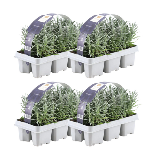 Echter Lavendel – Lavandula angustifolia – Ø7 cm x H15 cm – 24 Pflanzen – Duftend & pflegeleicht – Für Balkon, Terrasse & Beet – Mediterrane Schönheit