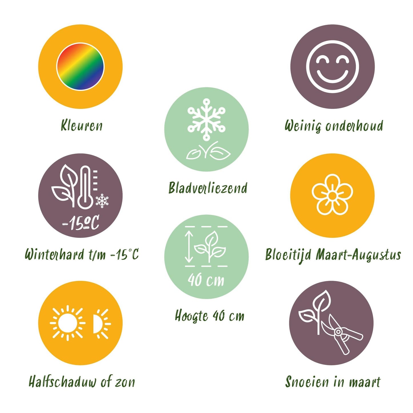 Staudenset – Bodendecker – 24 Stauden für 3 m² – Bunte Blühpflanzen – Pflegeleicht – Unkrauthemmend – Für sonnige Standorte – Ø11 cm