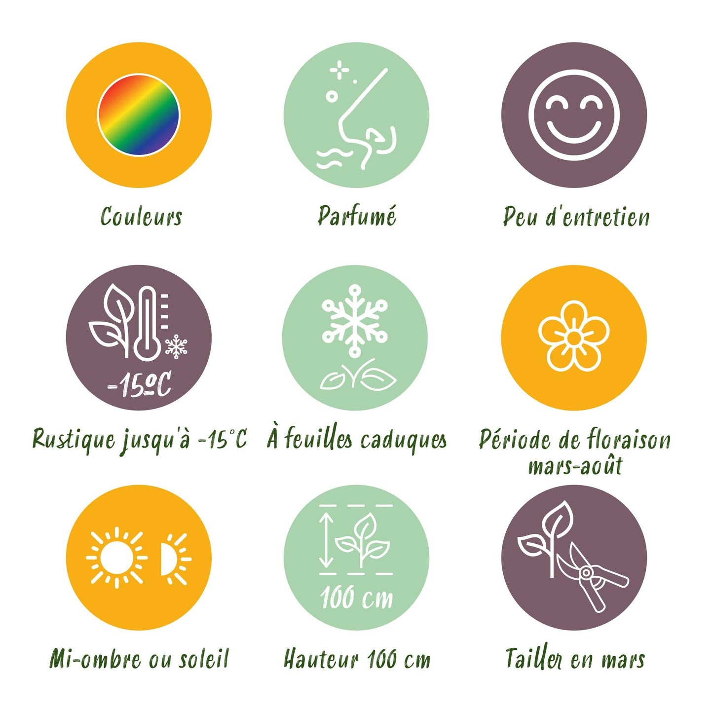 Staudenset – Duftend – 8 verschiedene Duftstauden – Für 1 m² Beet – Bienenfreundlich – Pflegeleicht – Blüten in verschiedenen Farben – Ø11 cm