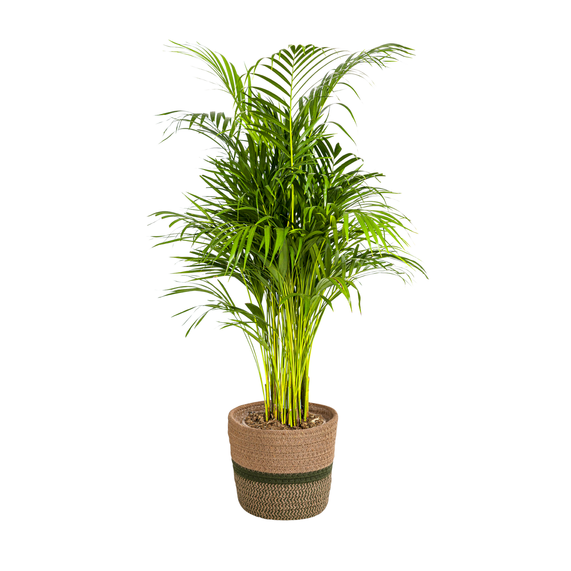 Dypsis Areca Lutescens mit Korb Ø21cm - ↕100 - 120cm