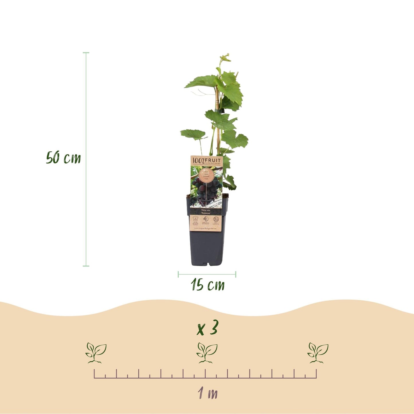 Weinrebe – Vitis vinifera Himrod – Kernlose Trauben – 2 Pflanzen – Obstpflanze – 15cm – Höhe 50cm