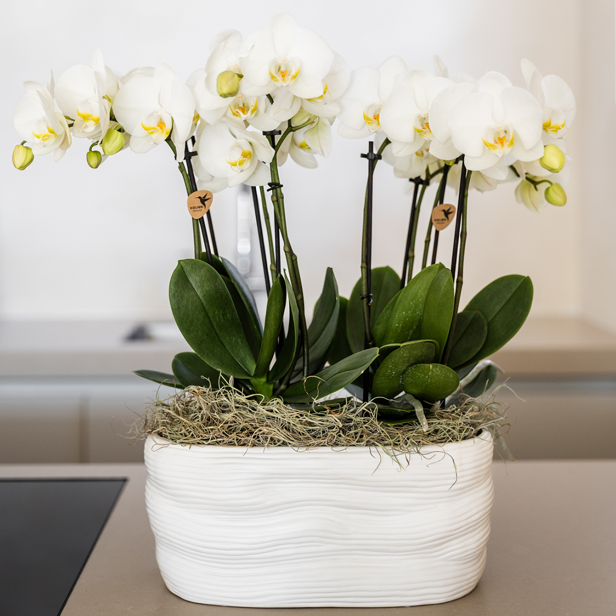 Kolibri Orchids | Weißes Orchideenset in Como-Schale inkl. Wasserreservoir | Zwei Weiße Amabilis-Orchideen 9cm
