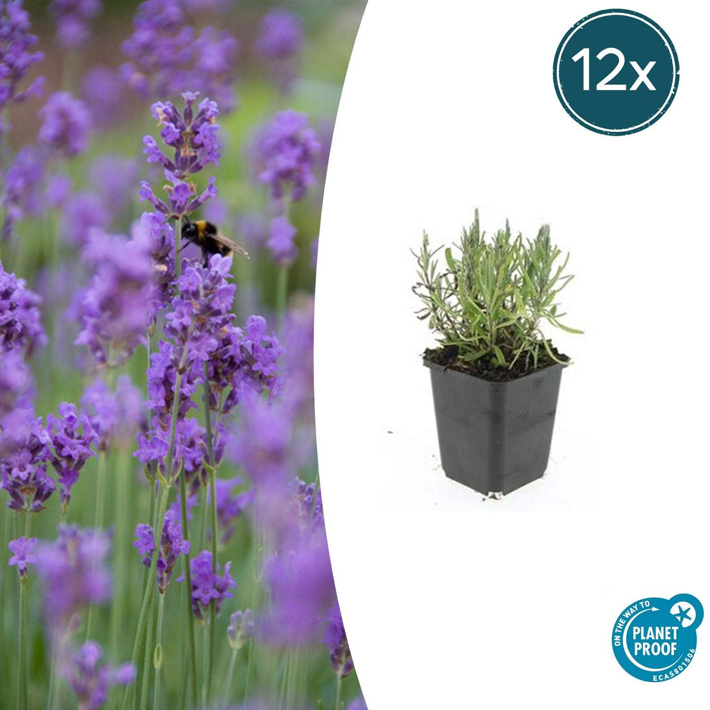 Lavendel Lavandula angustifolia 'Munstead' – ↕10-25cm – Ø9cm – 12 Pflanzen – Mediterraner Duft, Tiefviolette Blüten, Bienenfreundlich, Winterhart, Pflegeleicht