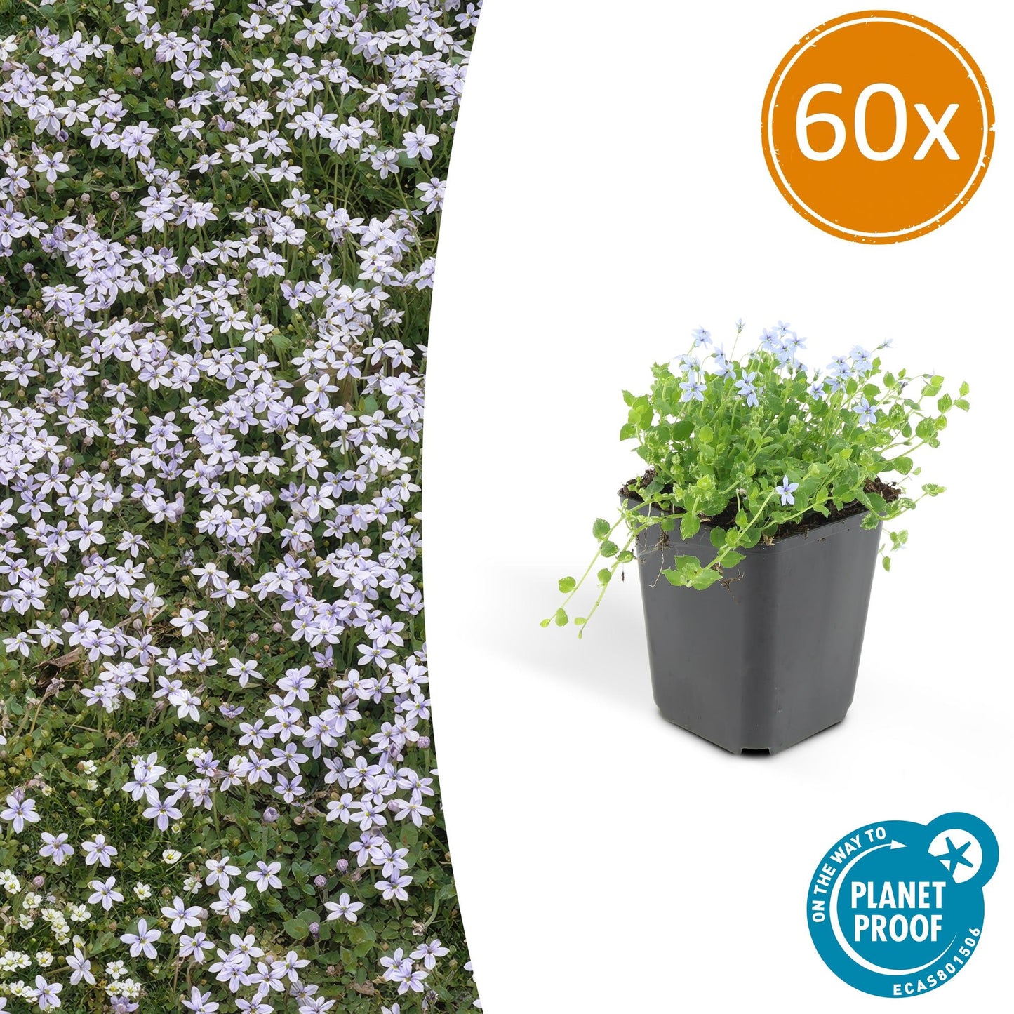 Blauer Bubikopf - Isotoma fluviatilis - ↕10-25cm - Ø9cm - 60 Stück