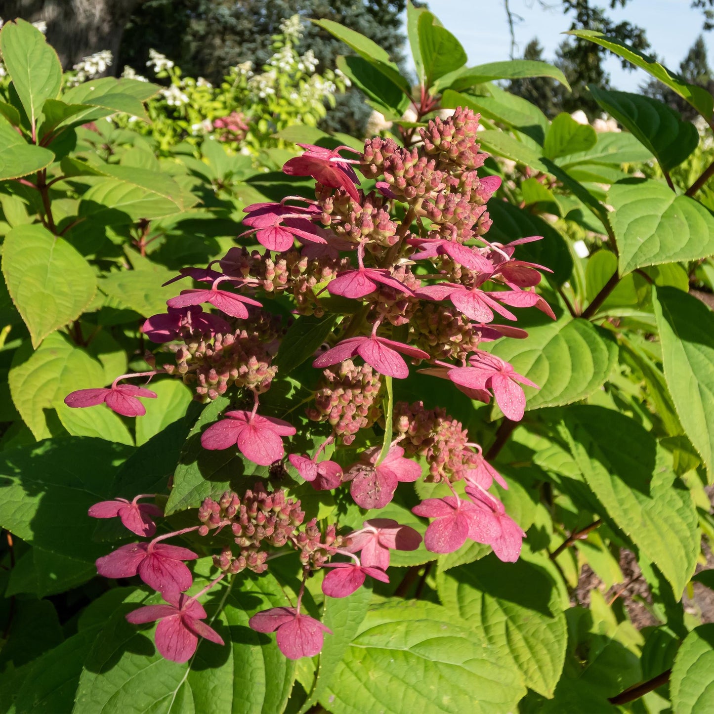 Rispenhortensie – Hydrangea panniculata Wims Red – Blüte Weiß-Rot – 3 Pflanzen für 1m² – Laubabwerfend – Große Blüten – 17cm – Höhe ca. 50cm