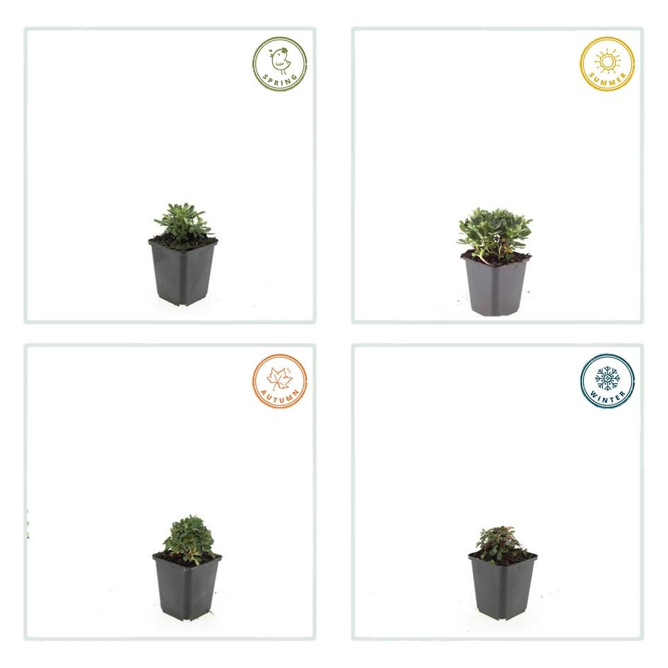 Fingerstrauch Potentilla tridentata 'Nuuk' – ↕10-25cm – Ø9cm – 6 Pflanzen – Immergrün & Winterhart – Bodendecker für Steingärten