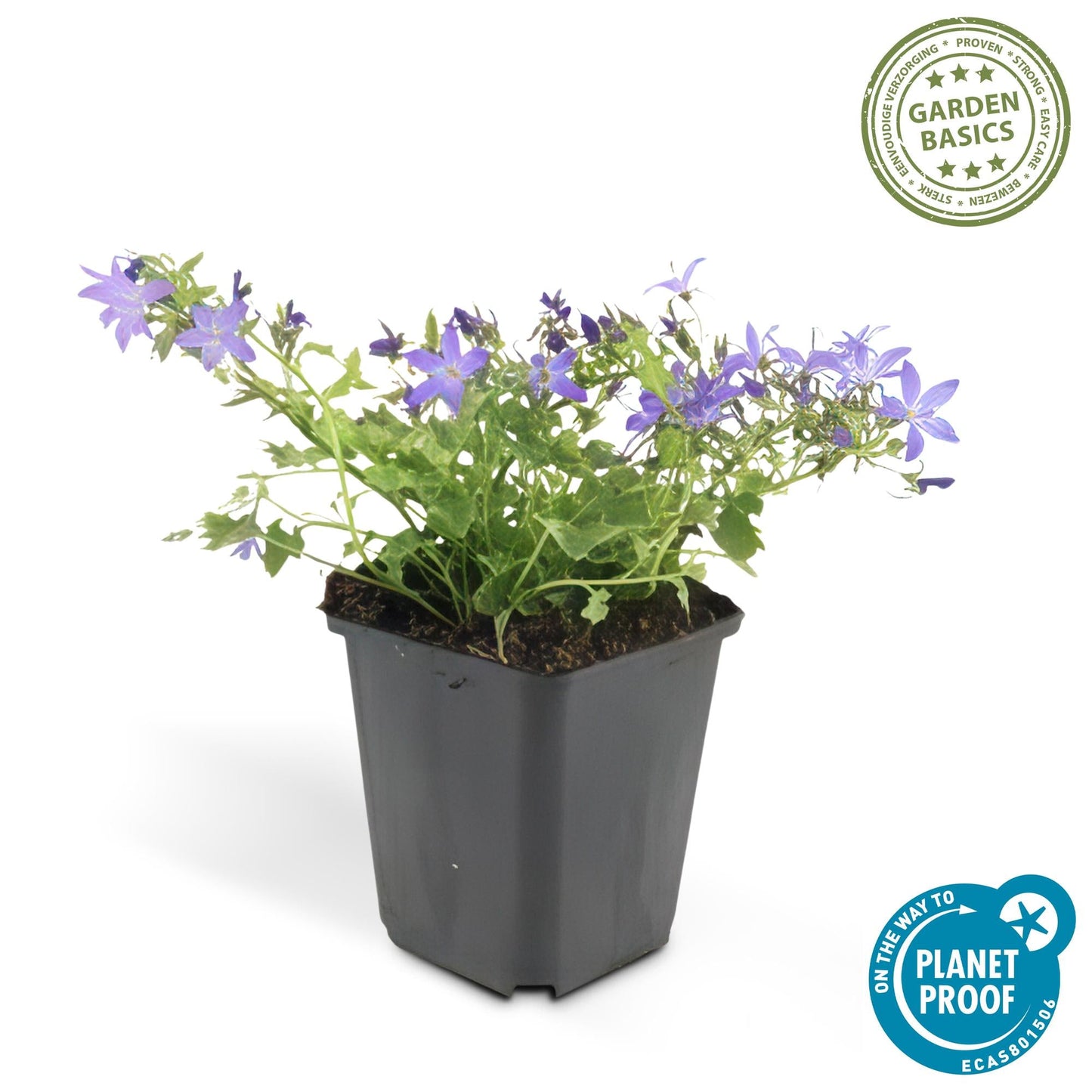 Campanula poscharskyana 'Stella' – Hängepolster-Glockenblume – Blaue Blüten – ↕10-25 cm – Ø9 cm – 6 Pflanzen – Überhängend & pflegeleicht – Für Beete, Mauern & Balkon