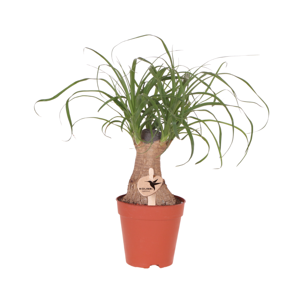 Beaucarnea recurvata – Elefantenfuß – Zimmerpflanze – Klumpstamm – Ø9cm – Pflegeleicht – Kolibri Greens Kollektion