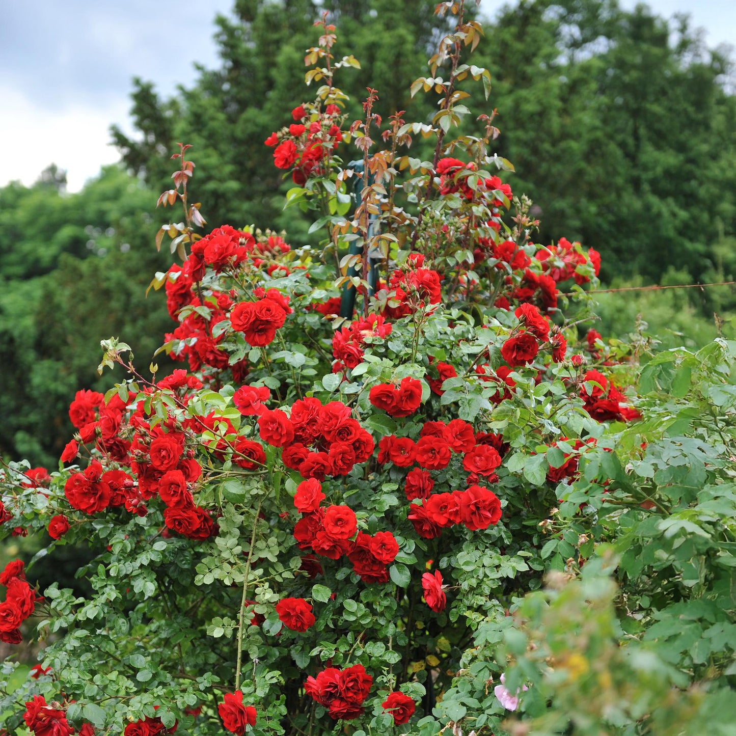 Kletterrose - Rosa Red Climber - Rot - Wenig Pflege - 2 Pflanzen - Topf 11cm Höhe 40cm