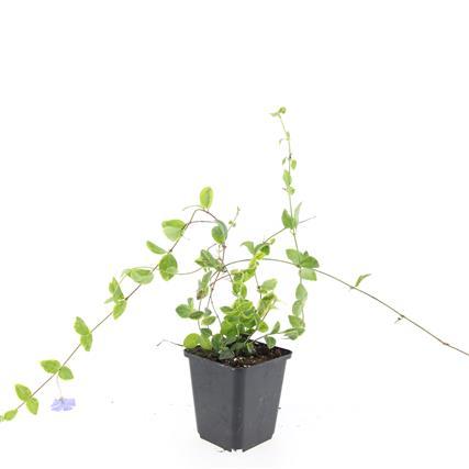 Vinca minor 'Blue and Gold' – 48 Pflanzen – Immergrüner Bodendecker – Blau-lila Blüten – Goldgelbe Blätter – 10–25 cm – Ø9 cm – Schattentolerant & pflegeleicht