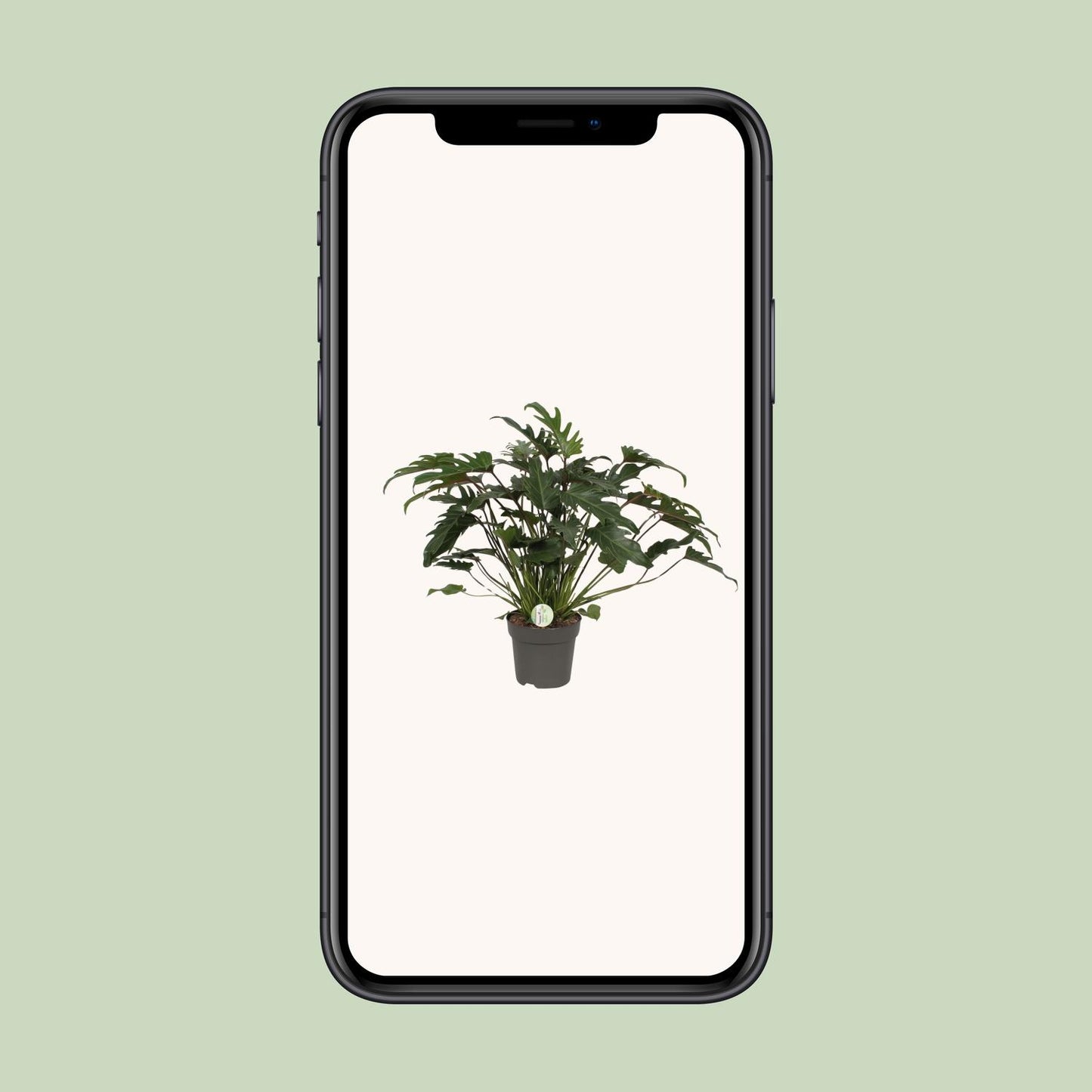 Baumfreund - Philodendron Xanadu - Zimmerpflanze - Ø21cm - ↕65cm
