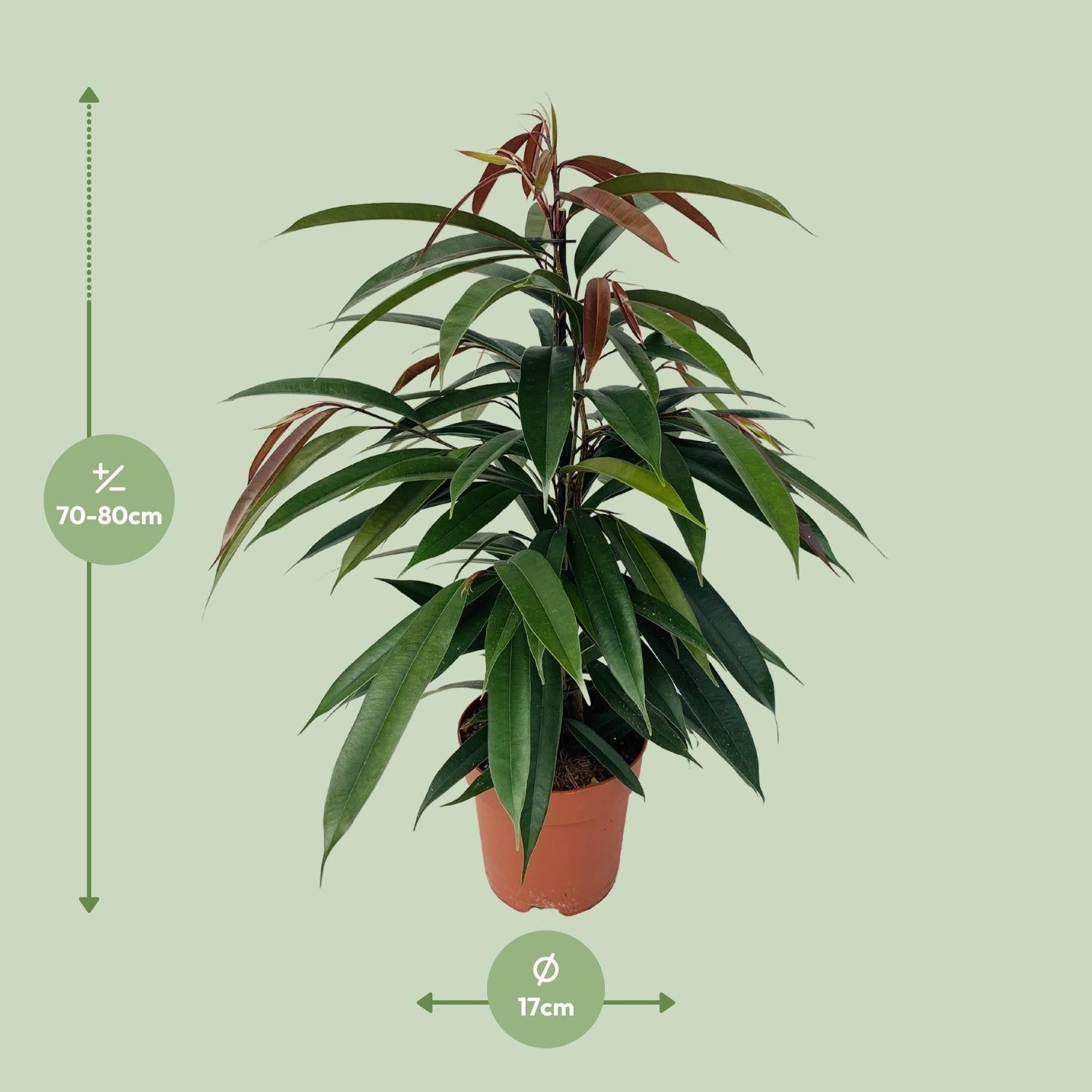 Gummibaum Ficus binnendijkii 'Amstel King' – Zimmerpflanze – Ø17cm – Höhe ca. 75cm – Pflegeleichte Grünpflanze mit glänzenden Blättern – Für Wohn- & Arbeitsräume