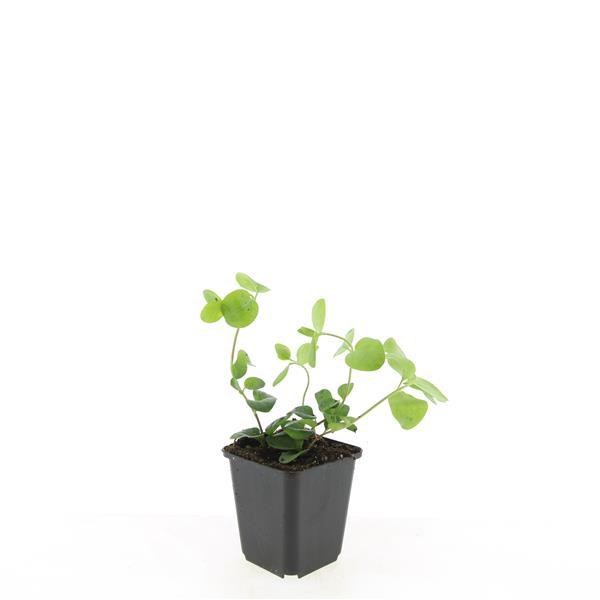 Vinca major – 48 Pflanzen – Großes Immergrün – Immergrüner, winterharter Bodendecker mit violett-blauen Blüten – Pflegeleicht & robust