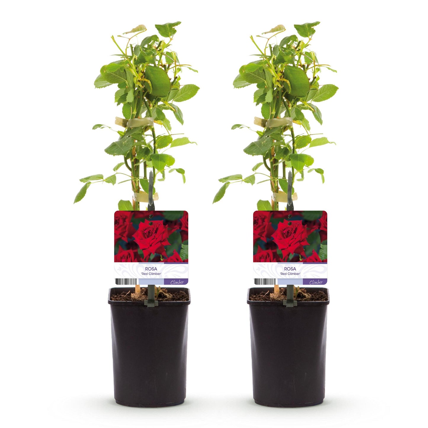Kletterrose - Rosa Red Climber - Rot - Wenig Pflege - 2 Pflanzen - Topf 11cm Höhe 40cm