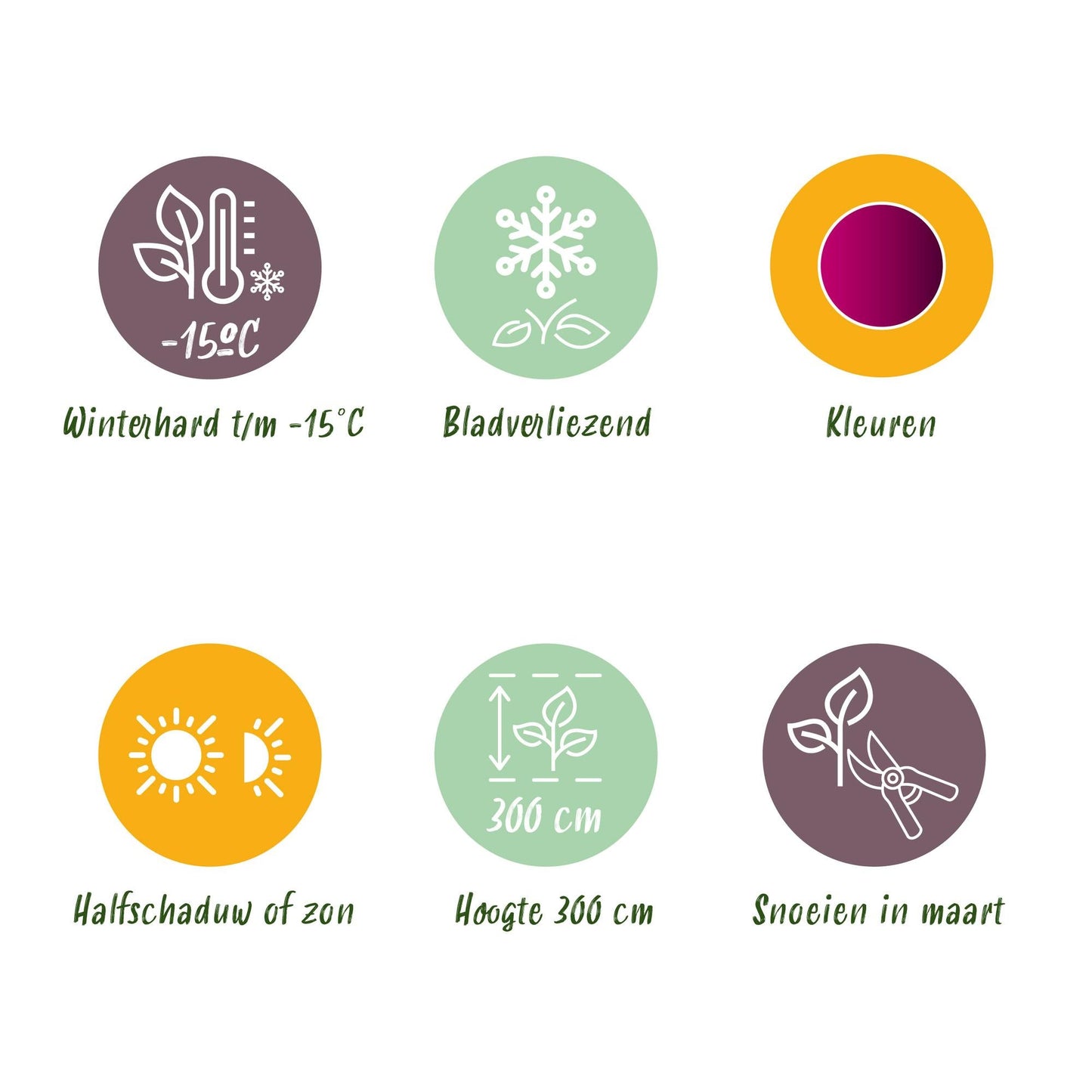 Japanischer Ahorn Acer palmatum Bloodgood – Rot – 2 Pflanzen – Laubabwerfender Zierbaum – 19 cm – Ca. 70 cm hoch – Für Balkon, Terrasse & Beet – Pflegeleicht & elegant