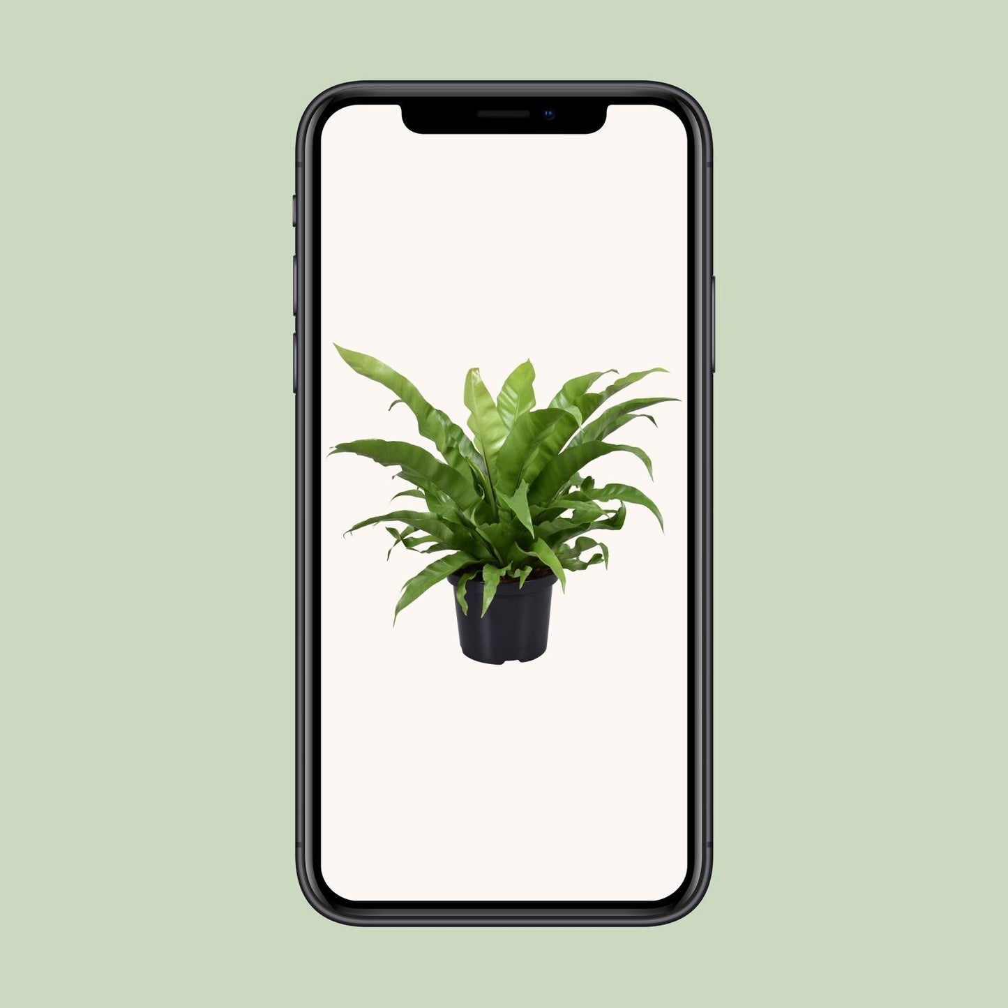 Nestfarn - Asplenium Antiquum - Zimmerpflanze - Ø23cm - ↕60cm