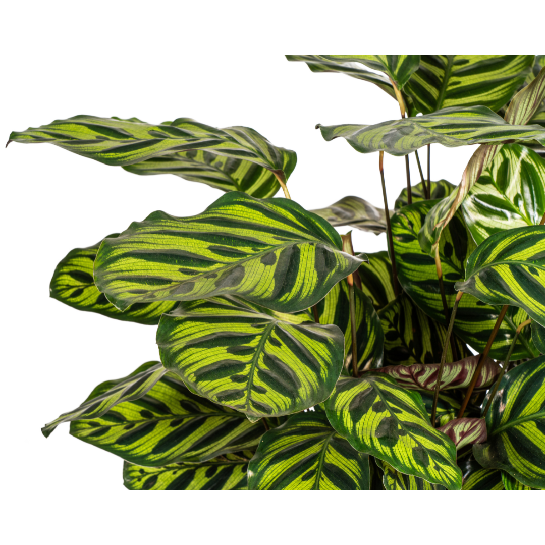 Calathea Makoyana – Pfauenpflanze – Große Zimmerpflanze Ø27 cm – 60-80 cm hoch – Ovale Blätter mit auffälligem Muster – Indirektes Licht – Pflegeleicht & Luftverbessernd