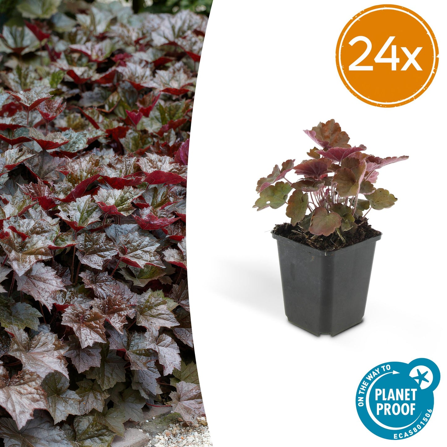 Heuchera ‘Palace Purple’ – Bodendecker Ø9cm – Höhe 10-25cm – Dunkel-purpurrote Blätter – Weiße Blüten – Schattengarten-Pflanze – 24 Pflanzen